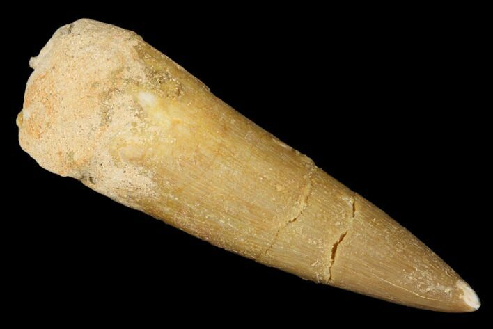 Fossil Plesiosaur (Zarafasaura) Tooth - Morocco #176892